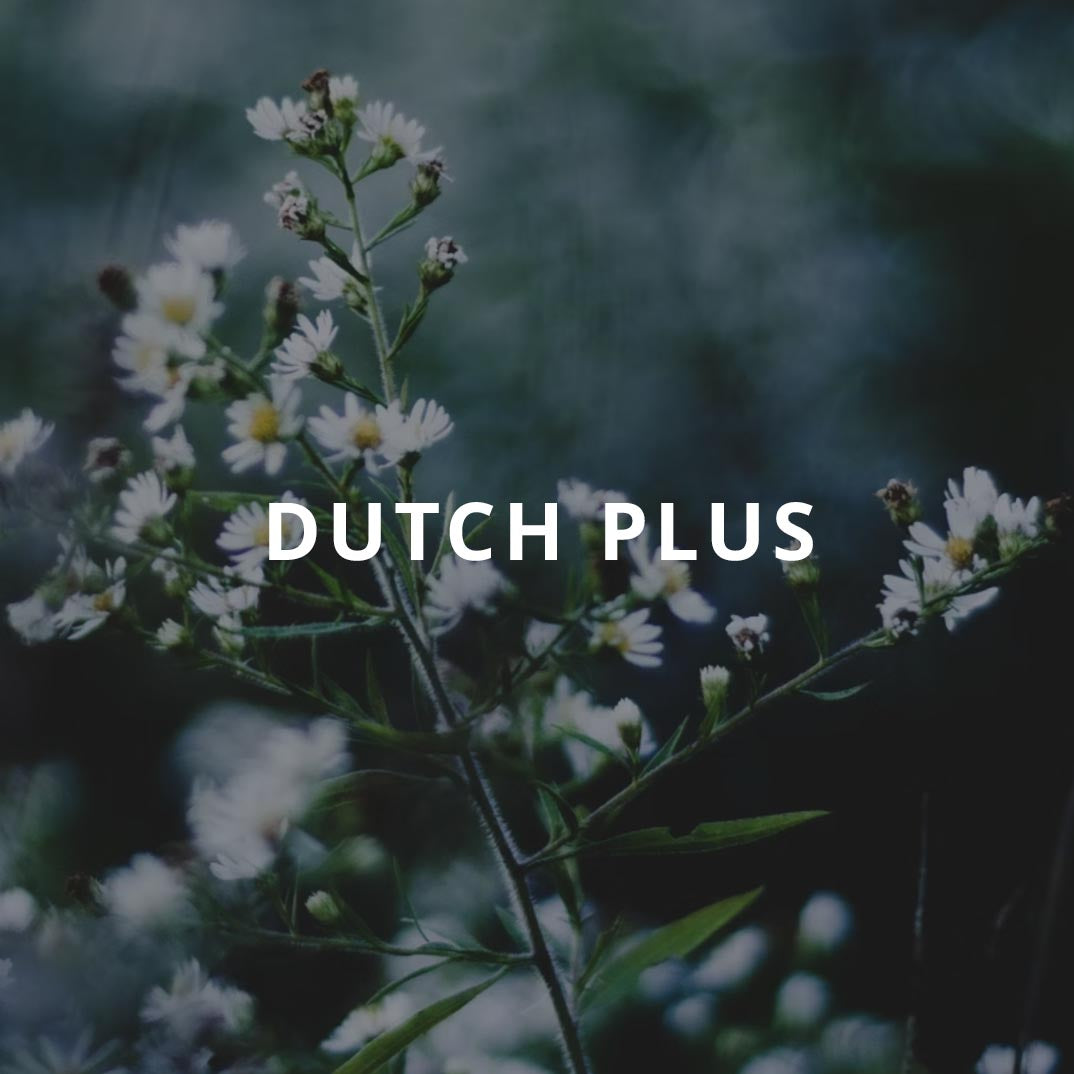 DUTCH Plus – Lab Test Asia